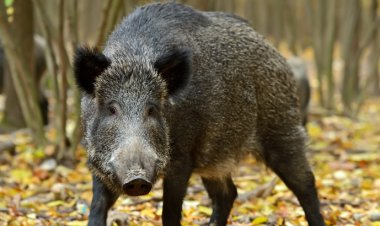 ജില്ലാ കൃഷിവിജ്ഞാനകേന്ദ്രത്തിലെ : കാർഷികവിളകളും നടീൽ വസ്തുക്കളും കാട്ടുപന്നികൾ നശിപ്പിച്ചു