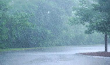 വെണ്ണീർവിളയെ വേനൽമഴ ചതിച്ചു